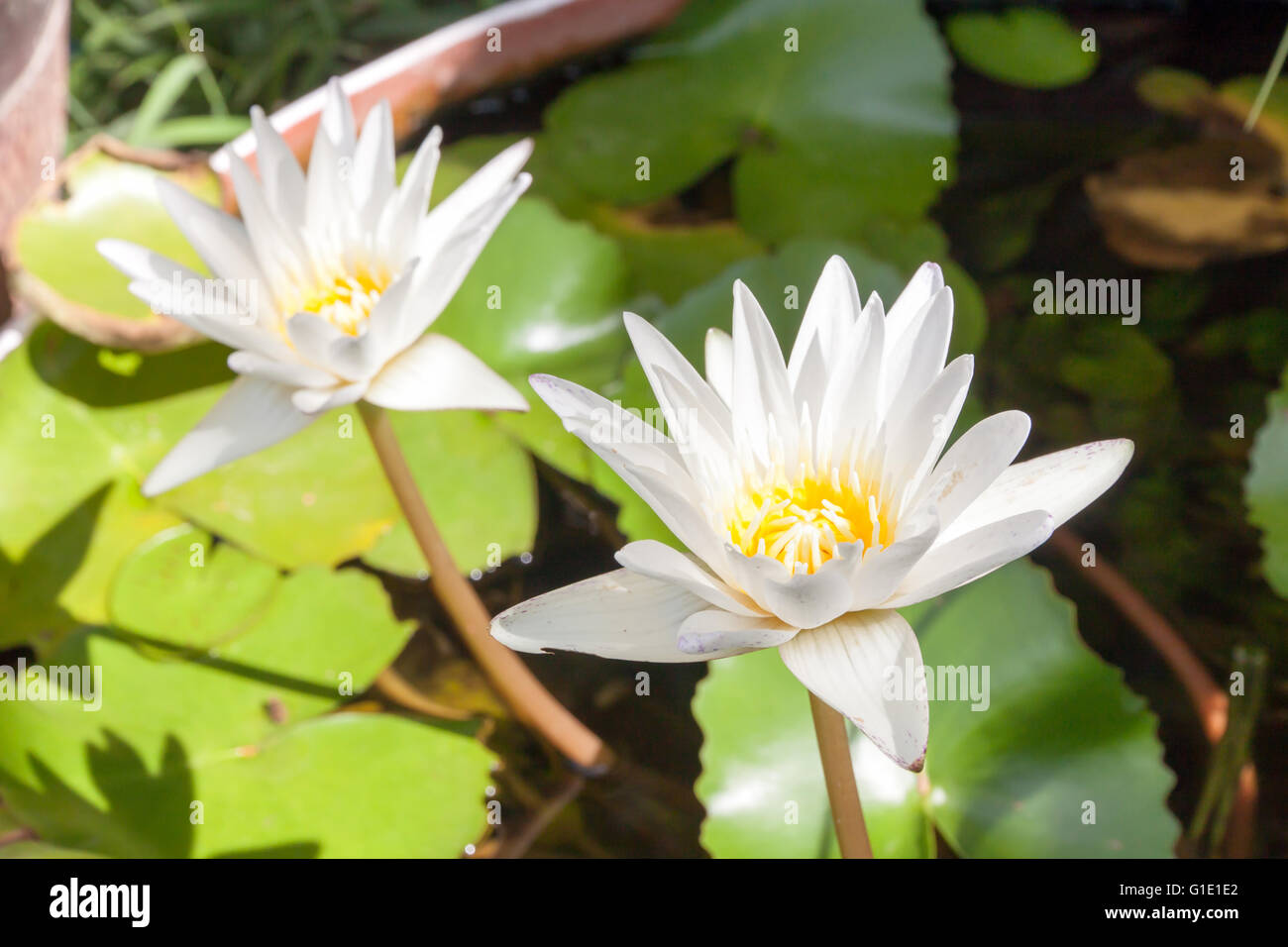 Blanc Jaune fleurs de lotus et plantes fleur de lotus Banque D'Images