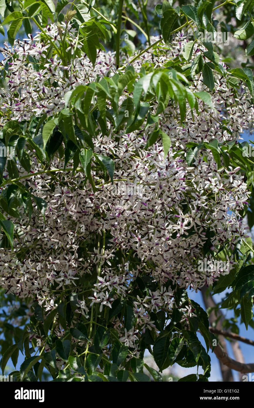 Melia toozendan Banque D'Images