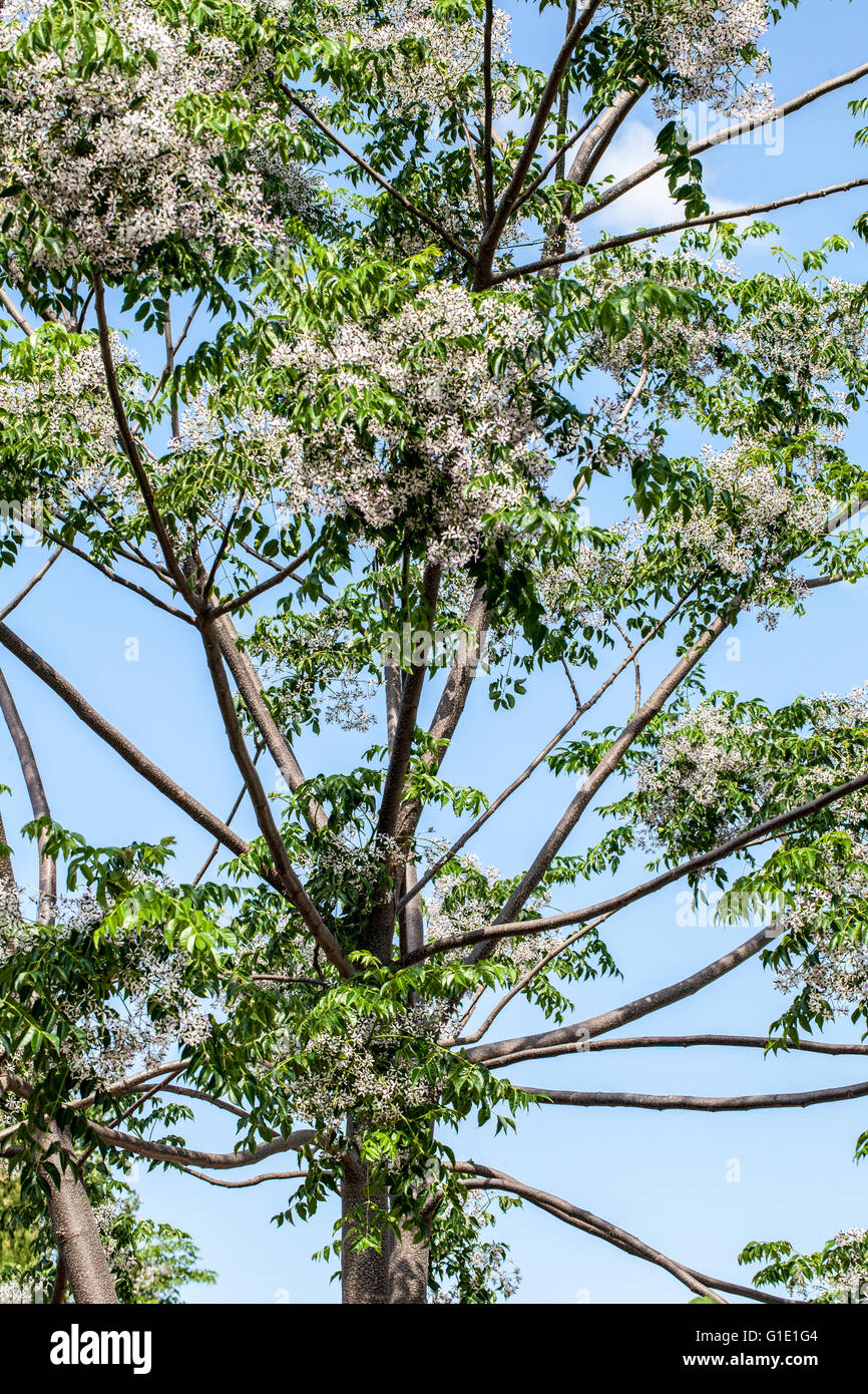 Melia toozendan Banque D'Images