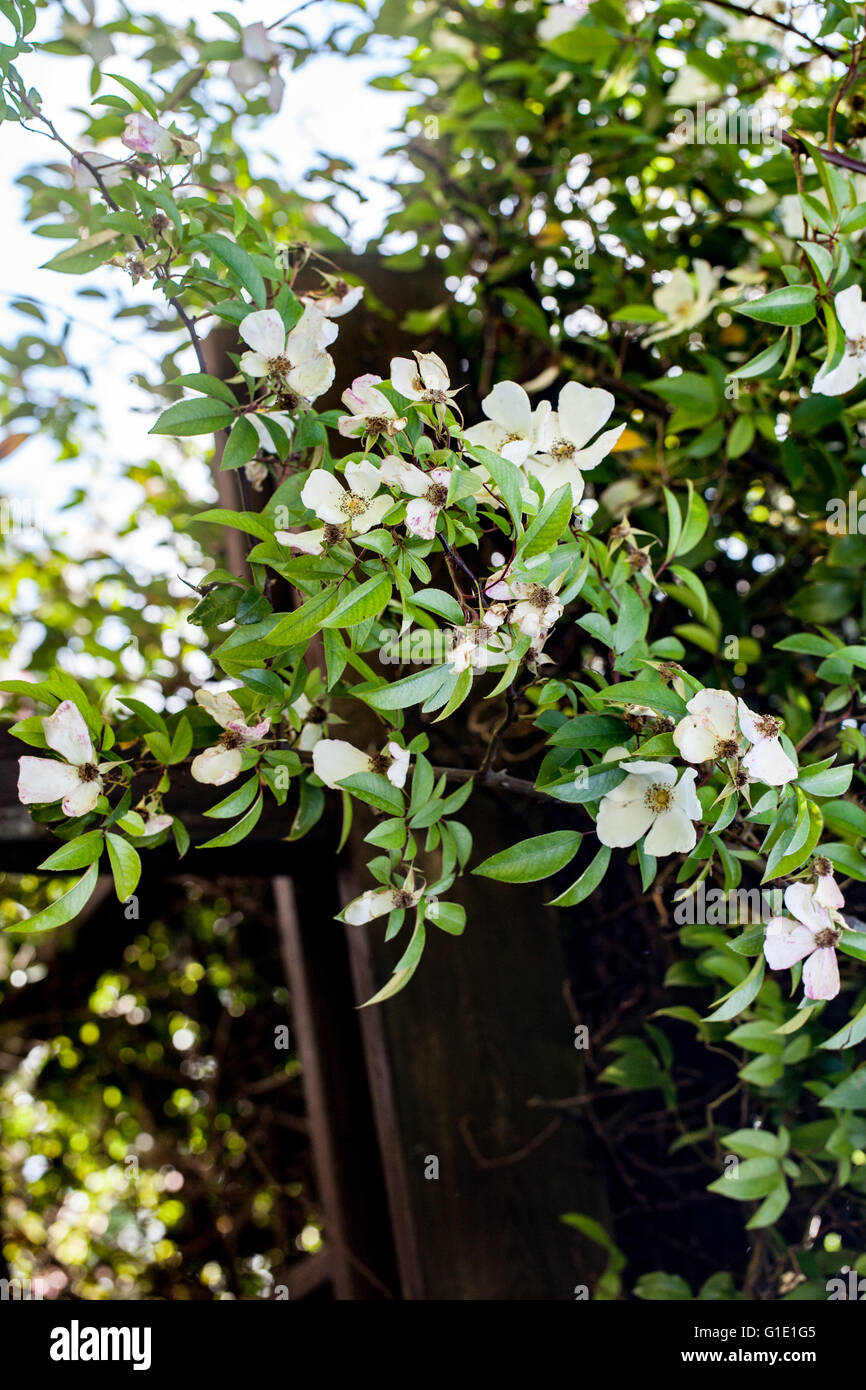 trachelospermum-asiaticum-banque-de-photographies-et-d-images-haute