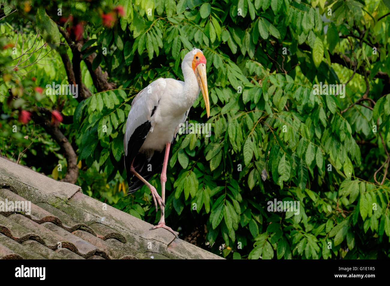 Storke à bec jaune sur le toit Banque D'Images
