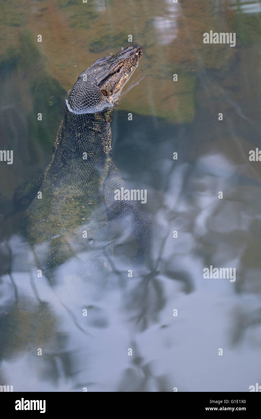 Warer varan dans l'étang Banque D'Images