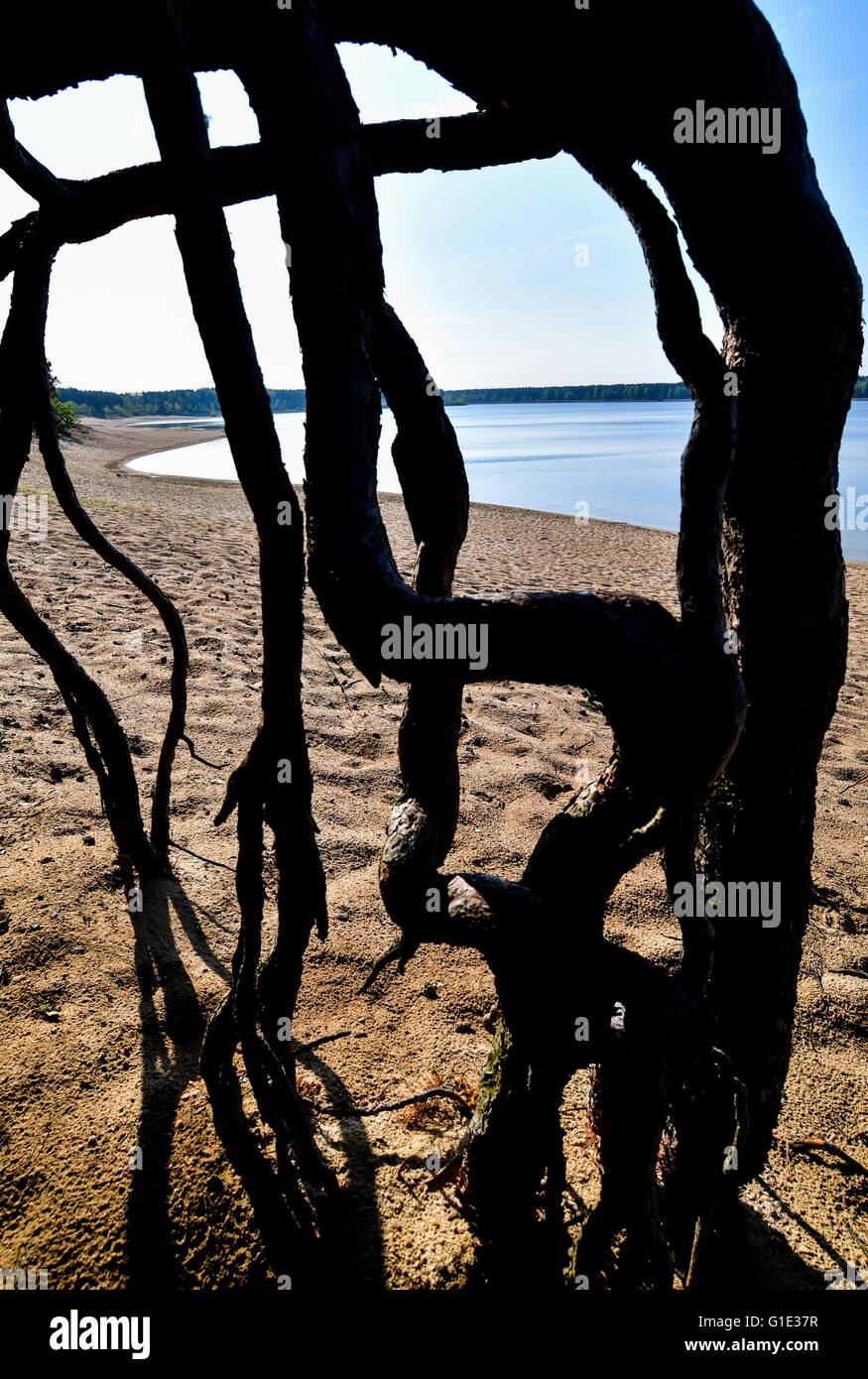 Les racines d'un pin s'étendent au-dessus de la plage sur les rives de Helensee près de Francfort/Oder, Allemagne, 13 mai 2015. La qualité de l'eau de tous les 251 lacs de baignade est excellente selon le ministère de l'consommateurs de Brandebourg. Halenesee, l'un des plus populaires des lacs de Brandebourg a été créé par les mines à ciel ouvert entre 1930 et 1959. Photo : Patrick Pleul/dpa Banque D'Images