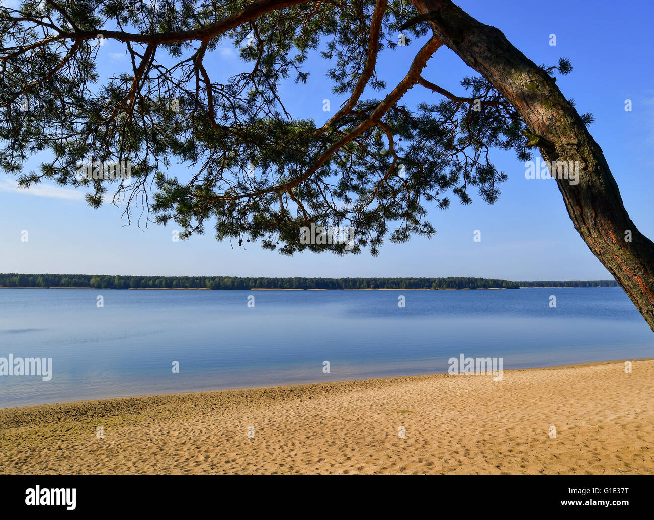 Un tronçon de pins au-dessus de la plage sur les rives de Helensee près de Francfort/Oder, Allemagne, 13 mai 2015. La qualité de l'eau de tous les 251 lacs de baignade est excellente selon le ministère de l'consommateurs de Brandebourg. Halenesee, l'un des plus populaires des lacs de Brandebourg a été créé par les mines à ciel ouvert entre 1930 et 1959. Photo : Patrick Pleul/dpa Banque D'Images