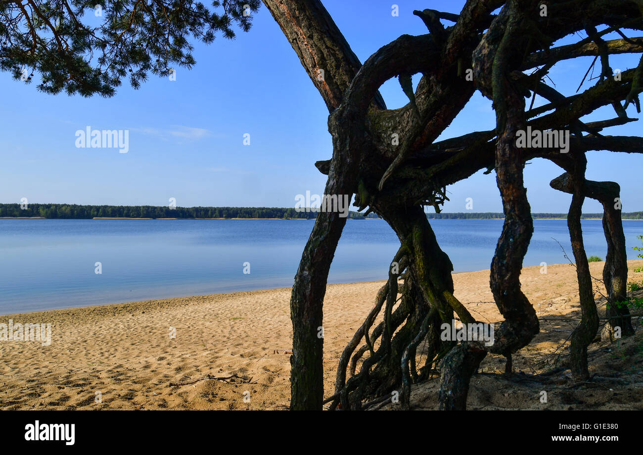 Un pin s'étend au-dessus de la plage sur les rives de Helensee près de Francfort/Oder, Allemagne, 13 mai 2015. La qualité de l'eau de tous les 251 lacs de baignade est excellente selon le ministère de l'consommateurs de Brandebourg. Halenesee, l'un des plus populaires des lacs de Brandebourg a été créé par les mines à ciel ouvert entre 1930 et 1959. Photo : Patrick Pleul/dpa Banque D'Images