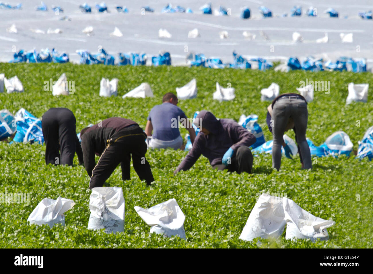 Travailleurs migrants de ferme de salade désherbant des cultures de laitue à Tarleton, Lancashire, Royaume-Uni Banque D'Images