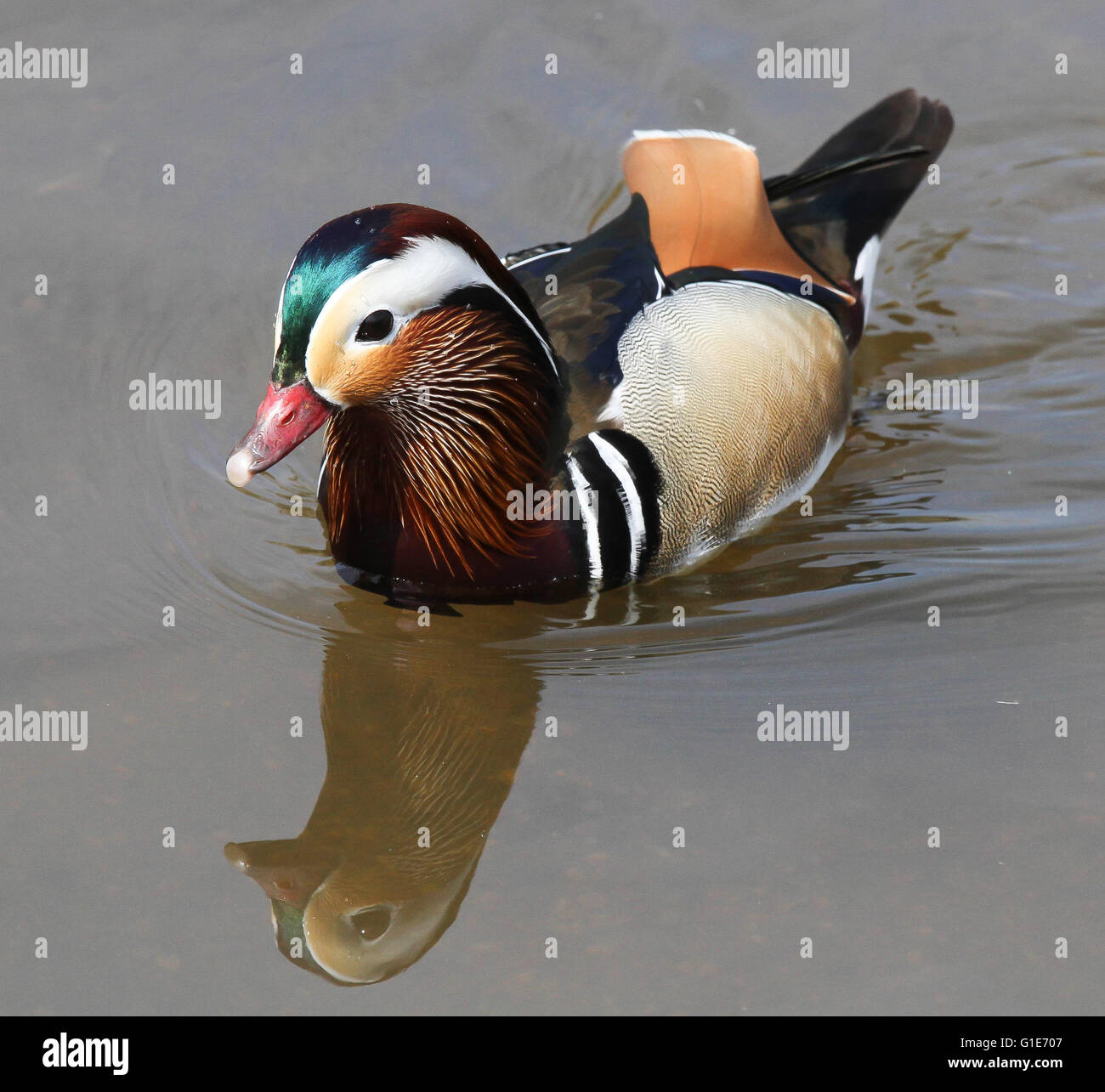 Castle Espie, Irlande du Nord, Royaume-Uni. 13 mai 2016 loin de la foule des mouettes noires sur le site de reproduction, ce Canard Mandarin a été tout à fait content en météo radieuse au WWT Castle Espie Centre d'éducation aux zones humides. David Hunter/WWT Castle Espie/Alamy Live News. Banque D'Images