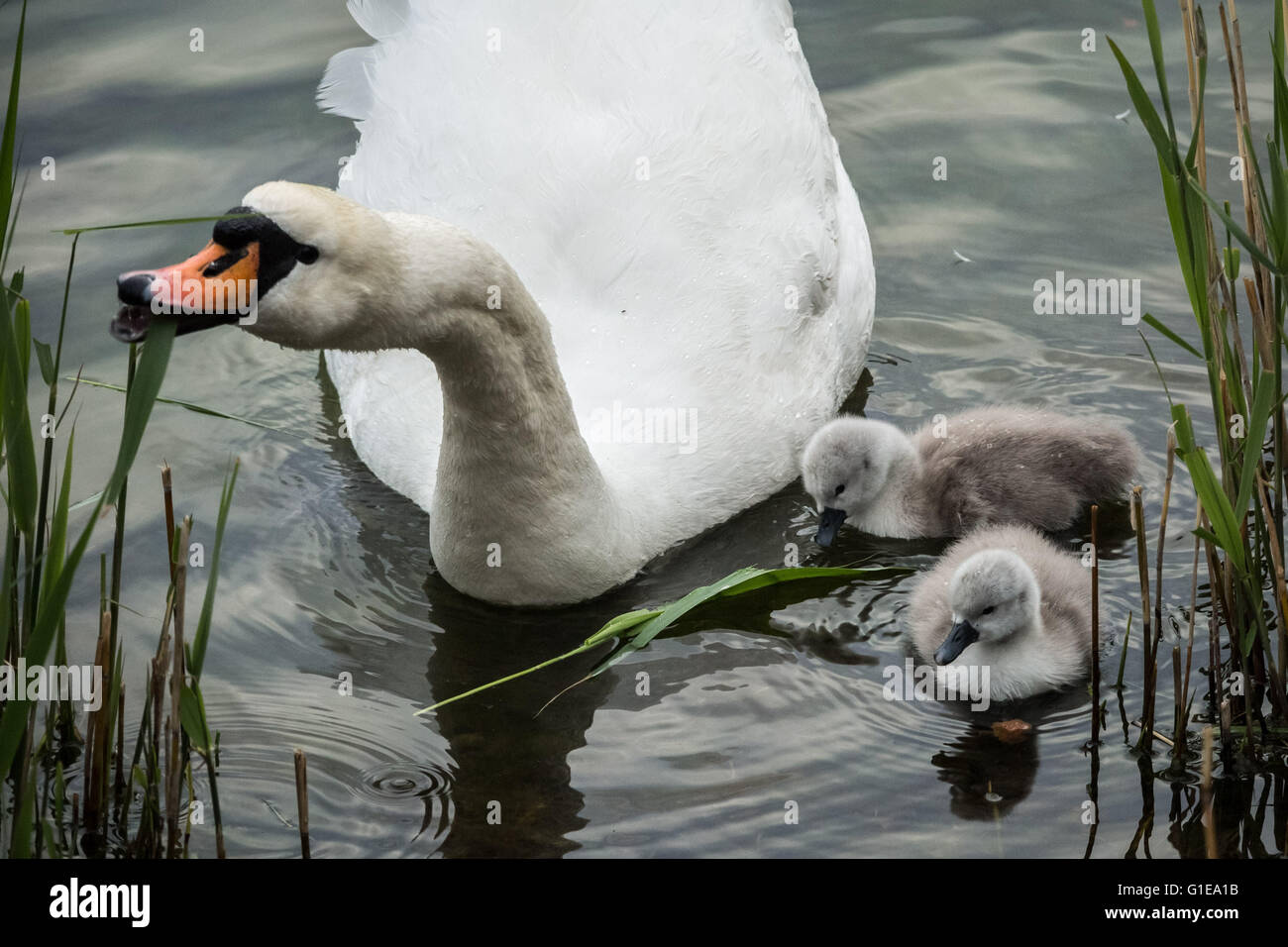 Londres, Royaume-Uni. 14 mai, 2016. Un jour vieux cygne muet cygnet nouveau-nés sur l'étang de l'Eau Canada Crédit : Guy Josse/Alamy Live News Banque D'Images