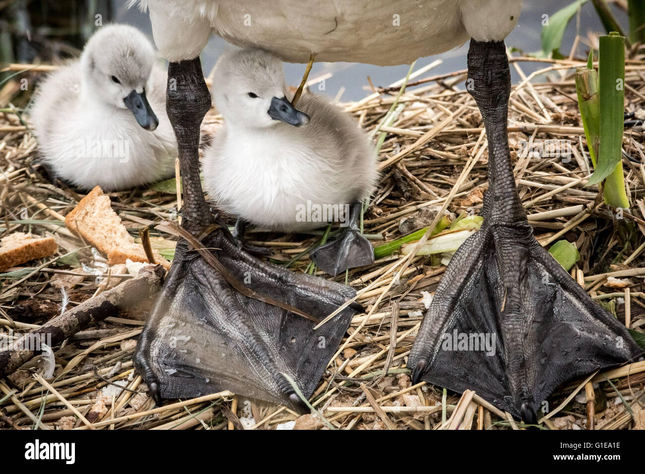 Londres, Royaume-Uni. 14 mai, 2016. Un jour vieux cygne muet cygnet nouveau-nés sur l'étang de l'Eau Canada Crédit : Guy Josse/Alamy Live News Banque D'Images