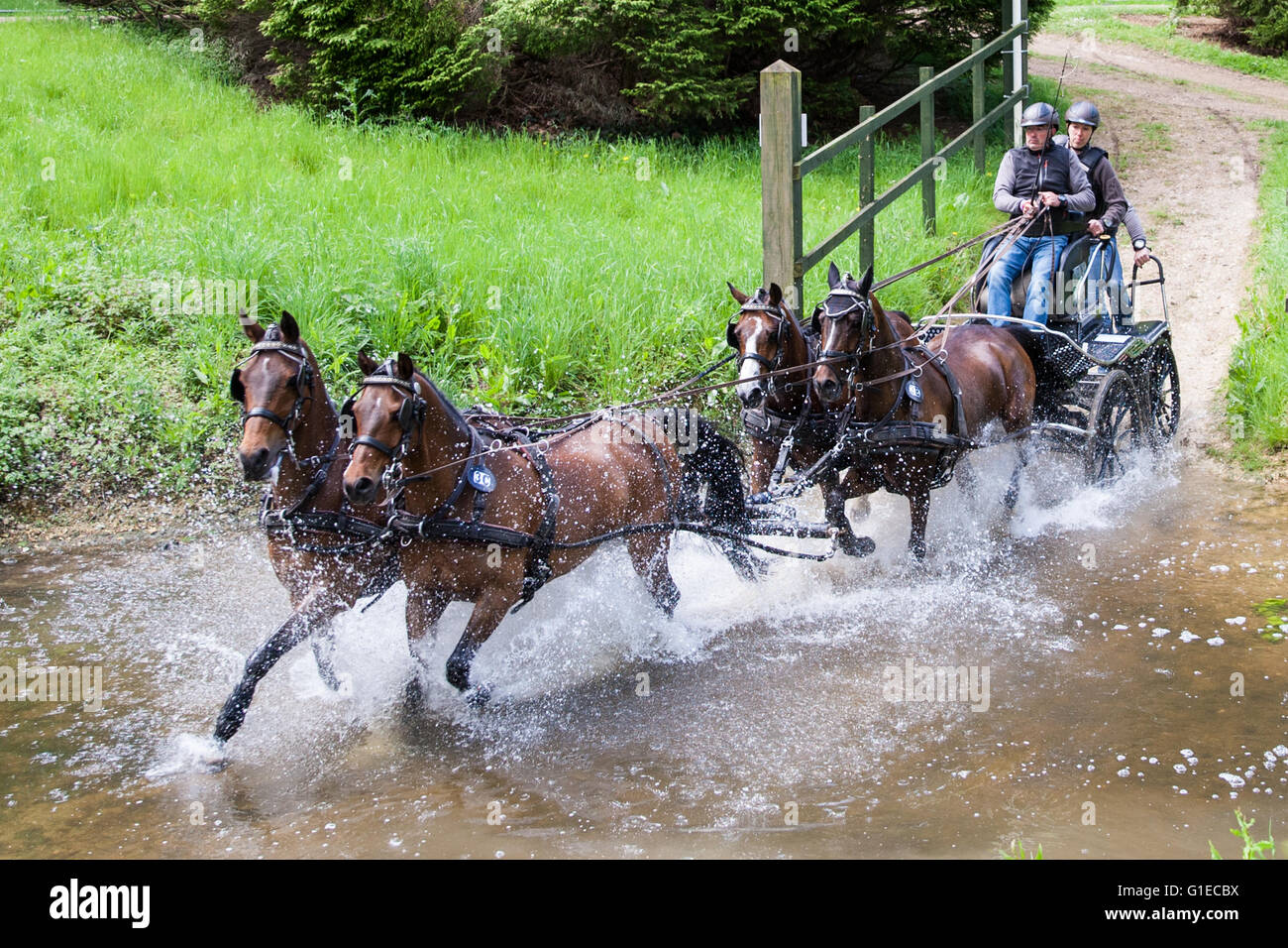 Grand parc de Windsor, Windsor, Royaume-Uni. 14 mai, 2016. Royal Windsor Horse Show. Bart Verdroncken entre dans l'obstacle d'eau dans la Land Rover International Grand Prix Conduite marathon. Credit : Action Plus Sport/Alamy Live News Banque D'Images