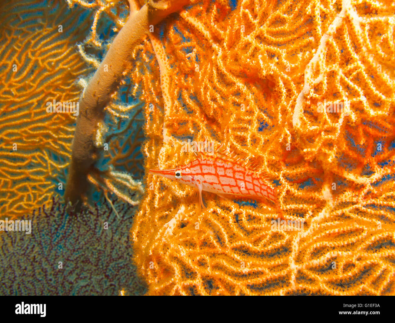 Hawkfish de rapides sur un ventilateur de mer Banque D'Images