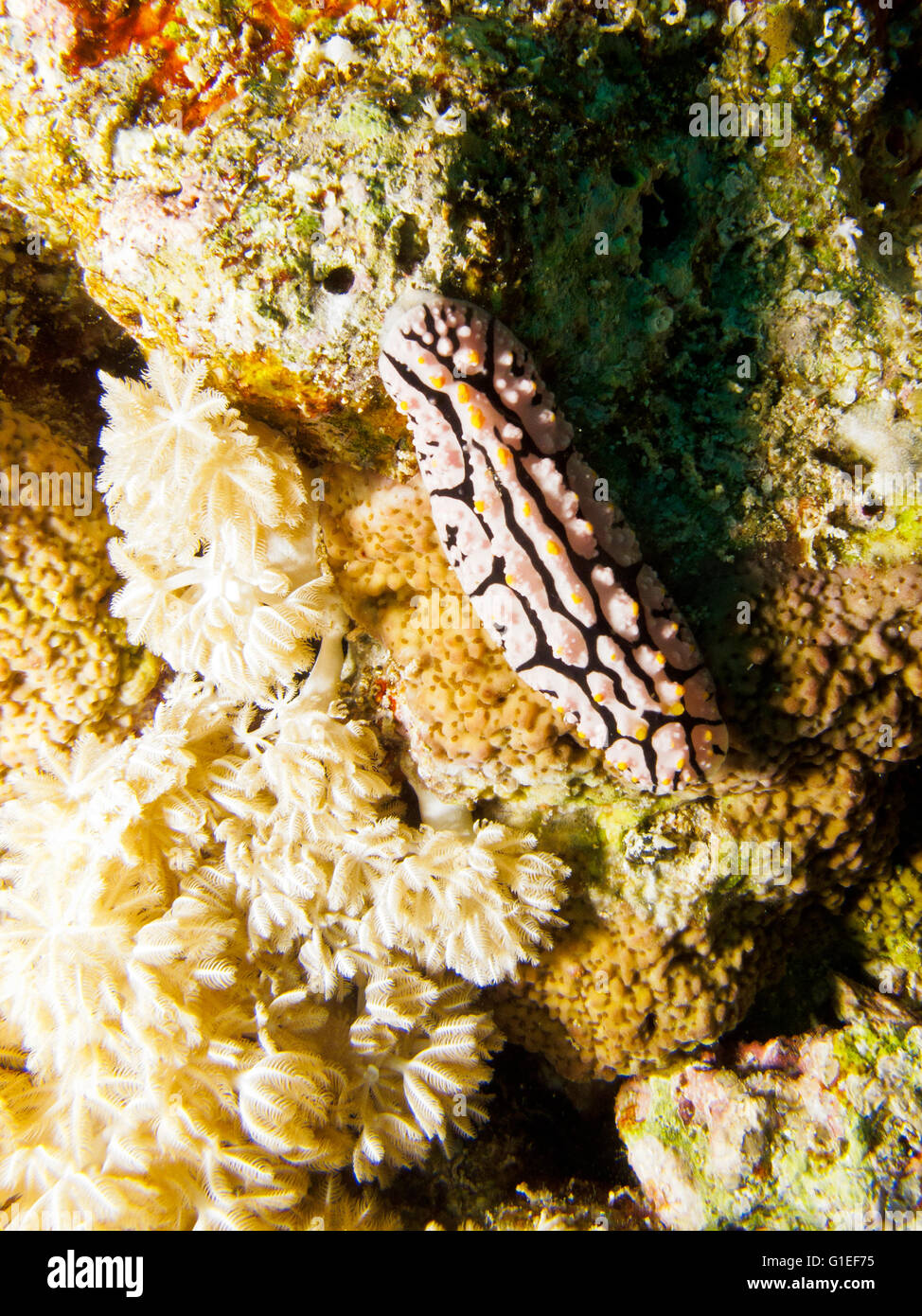 Un nudibranche Phyllidia sp. sous l'eau. Banque D'Images