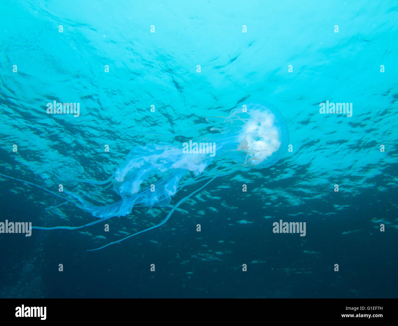 Une méduse dérive le long de la mer. Banque D'Images