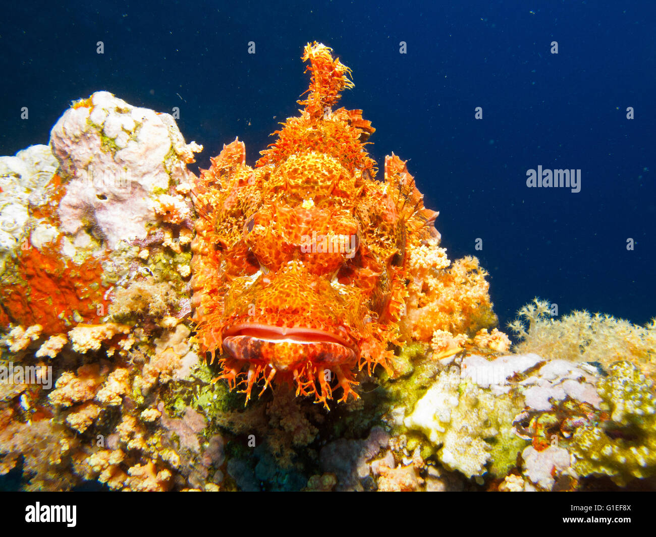 Tassled Scorpionfish en attente de ses proies sur le rocher sous l'eau. Banque D'Images