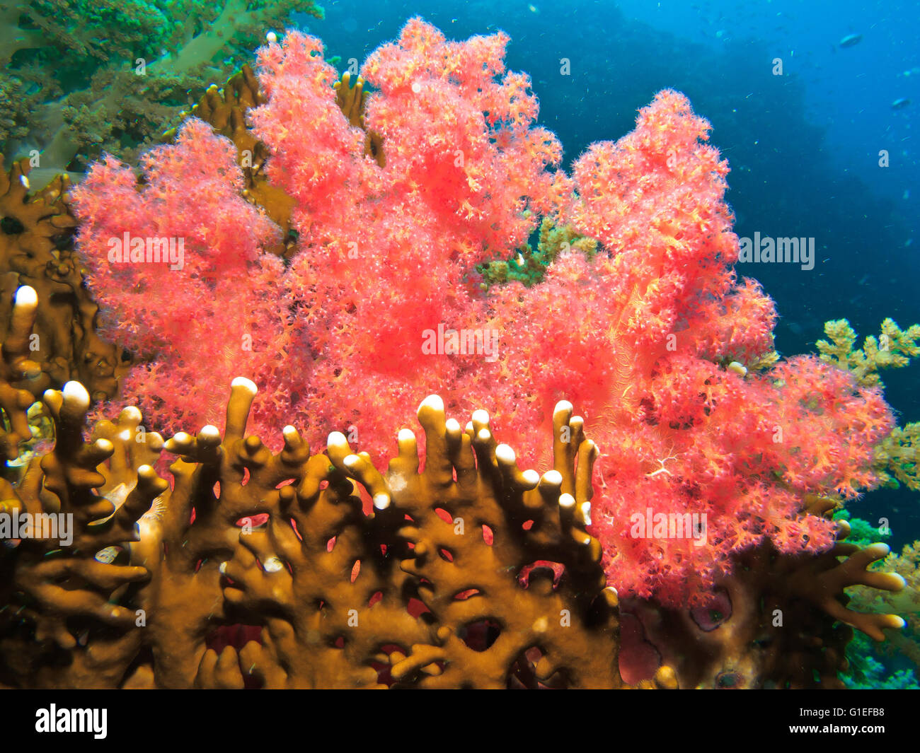 Redish corail mou peint le monde bleu Banque D'Images