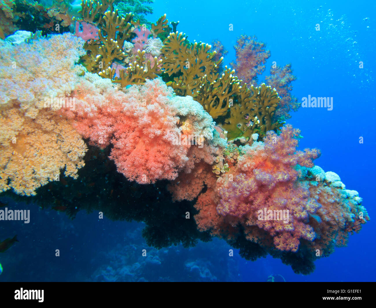 Colorful coraux mous dans le monde bleu Banque D'Images