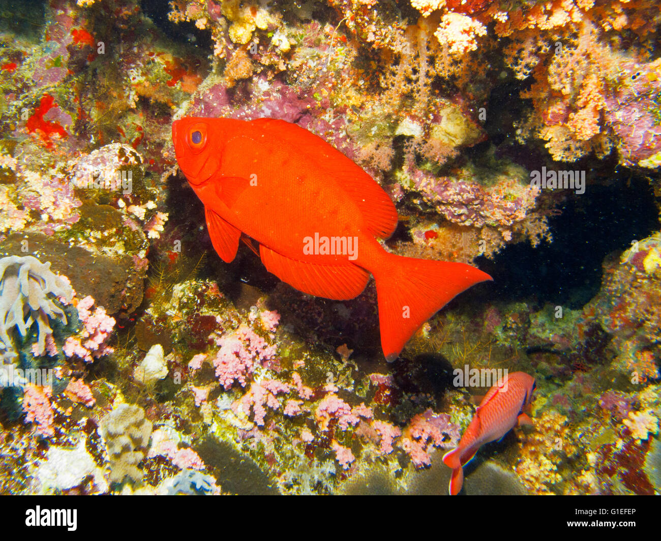 Un Thon obèse est généralement rouge par jour. Banque D'Images