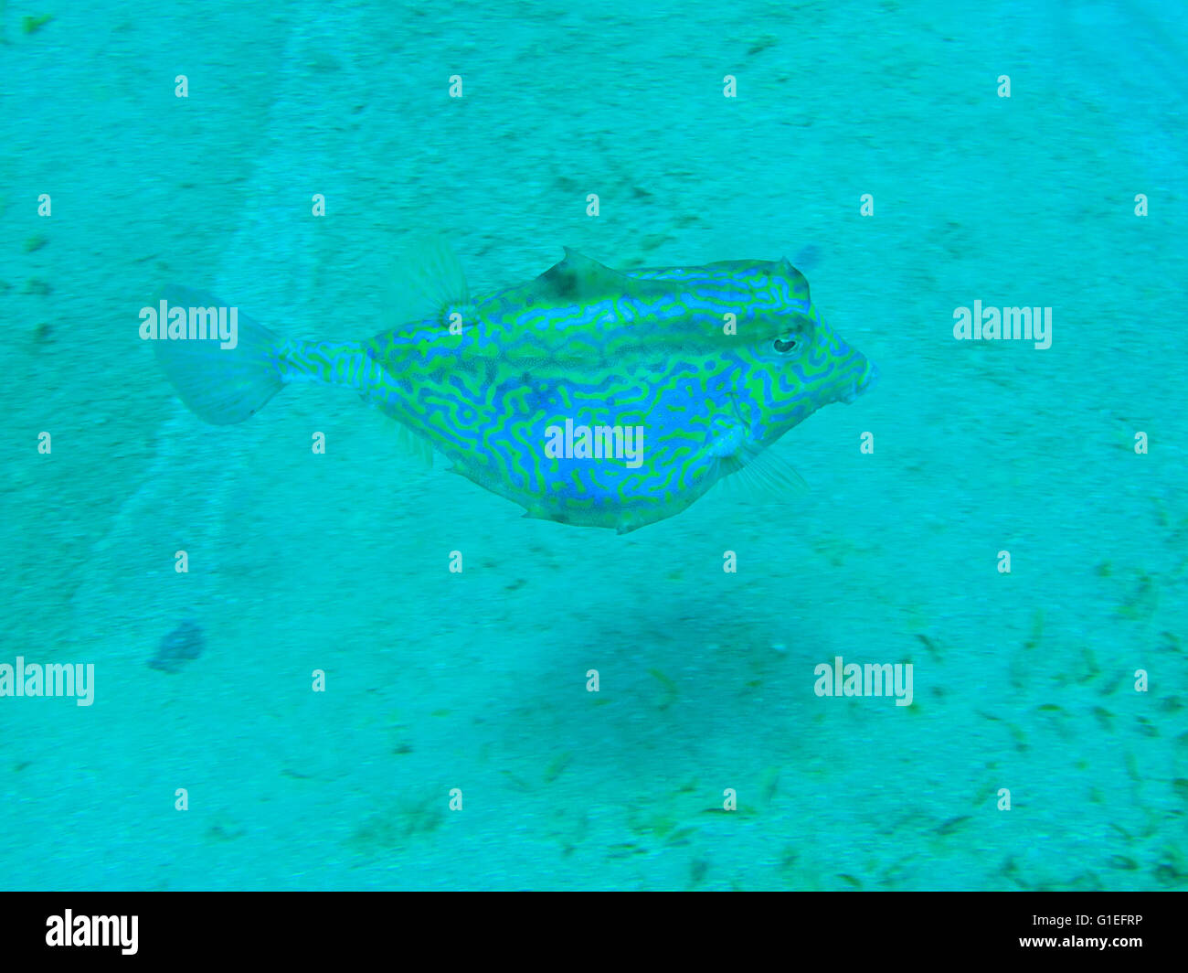 Cowfish griffonné sur le sol de sable de la Mer Rouge Banque D'Images