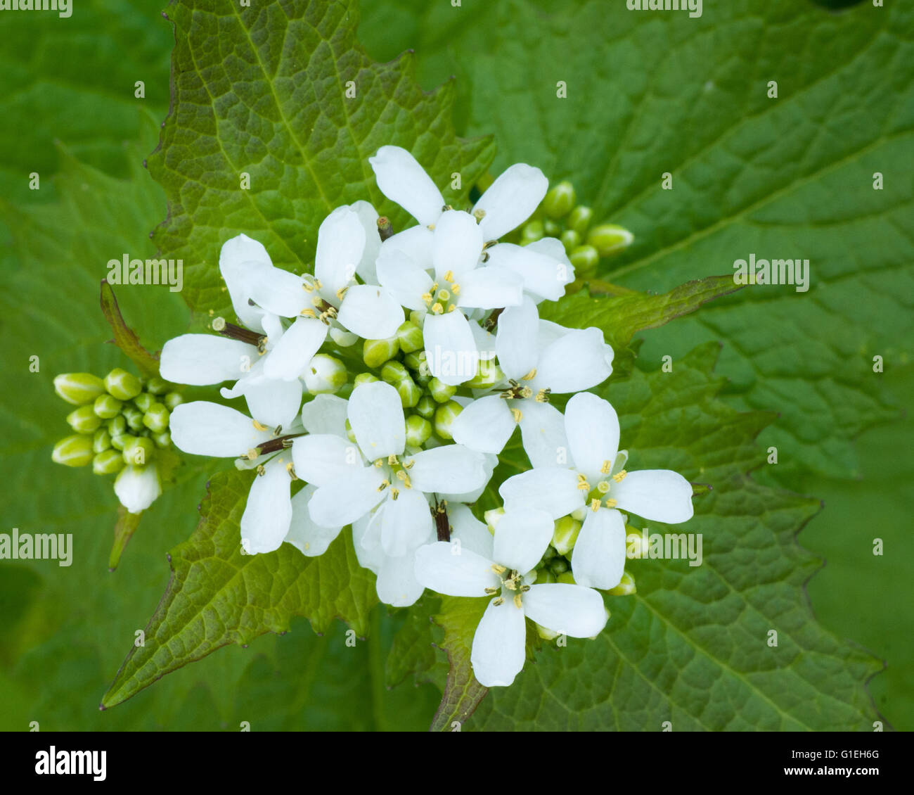 Closeup macro d'une fleur de mauvaises herbes de l'Alliaire officinale. Banque D'Images