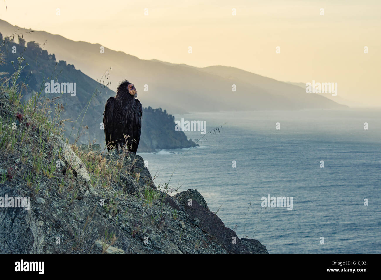 Un Condor de Californie Gymnogyps californianus debout le long des falaises de Big Sur Californie Banque D'Images