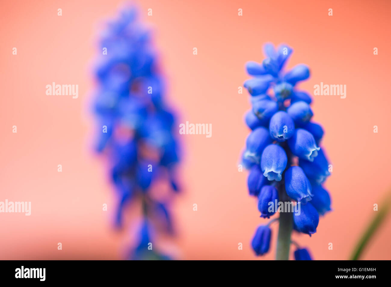 Purple fleurs sauvages en Ontario. Banque D'Images