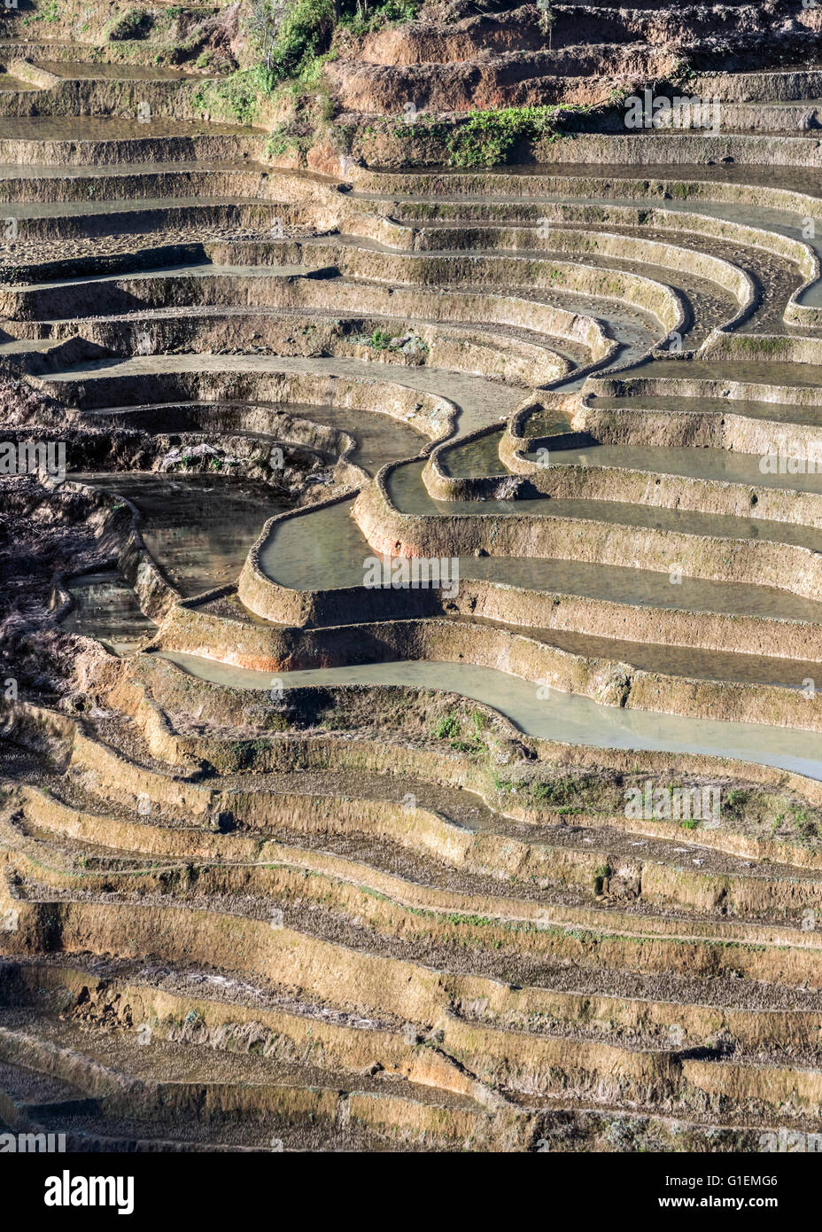 Terrasses de riz d'une lumière dorée, Bada, Yuanyang County, Province du Yunnan, Chine Banque D'Images