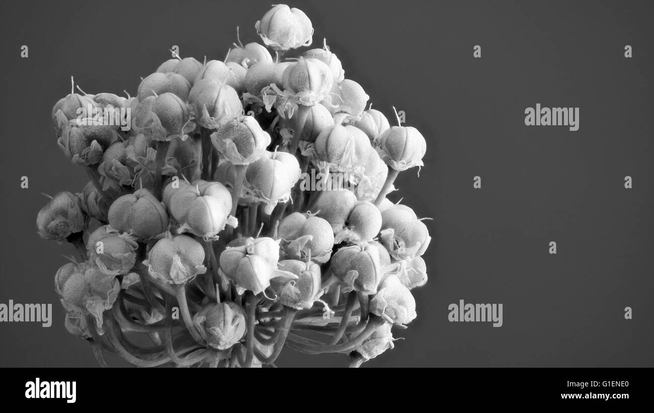 Oignon de printemps glower tournant aux semences Banque D'Images
