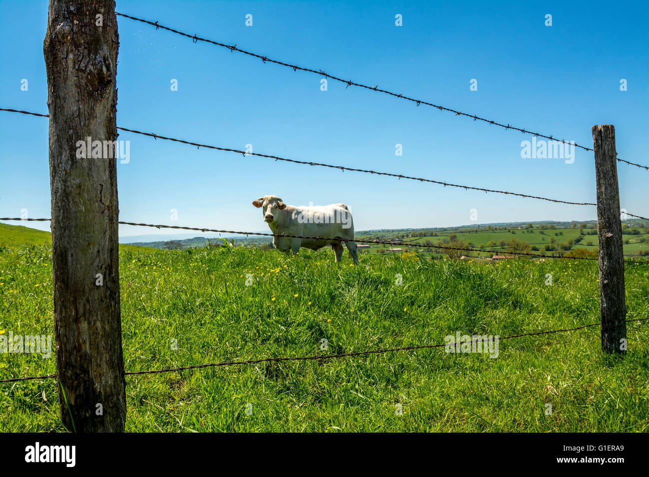 Vache charolaise broutant au printemps. Brionnais . Saône et Loire. France Banque D'Images