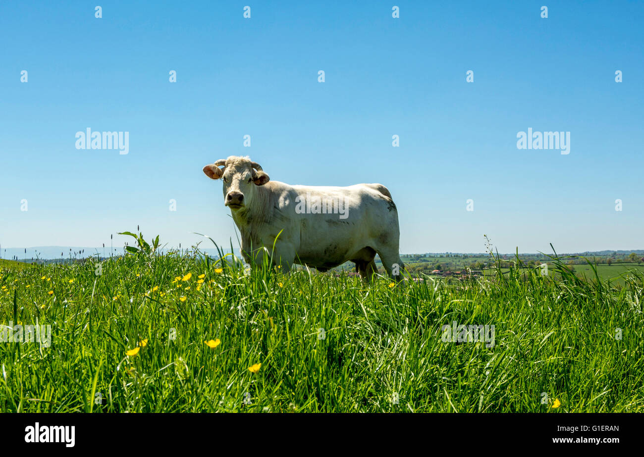 Vache charolaise broutant au printemps. Brionnais . Saône et Loire. France Banque D'Images