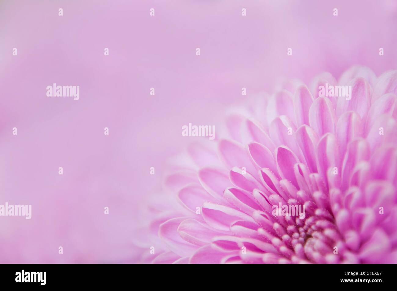 Détail de belles fleurs chrysanthème mauve dans la partie inférieure droite de l'image. Arrière-plan flou Banque D'Images