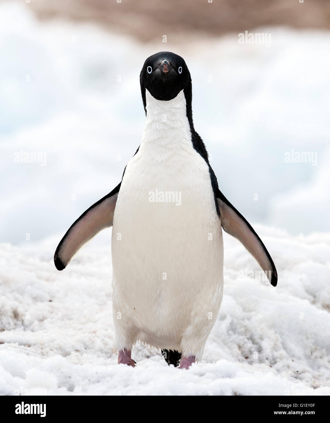 AdŽlie penguin (Pygoscelis adeliae) randonnée pédestre sur neige falaises Garance Péninsule Antarctique Antarctique Banque D'Images