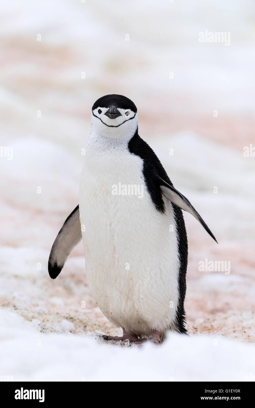 Manchot à Jugulaire (Pygoscelis antarctica) randonnée pédestre sur neige Half Moon island Péninsule Antarctique Antarctique Banque D'Images