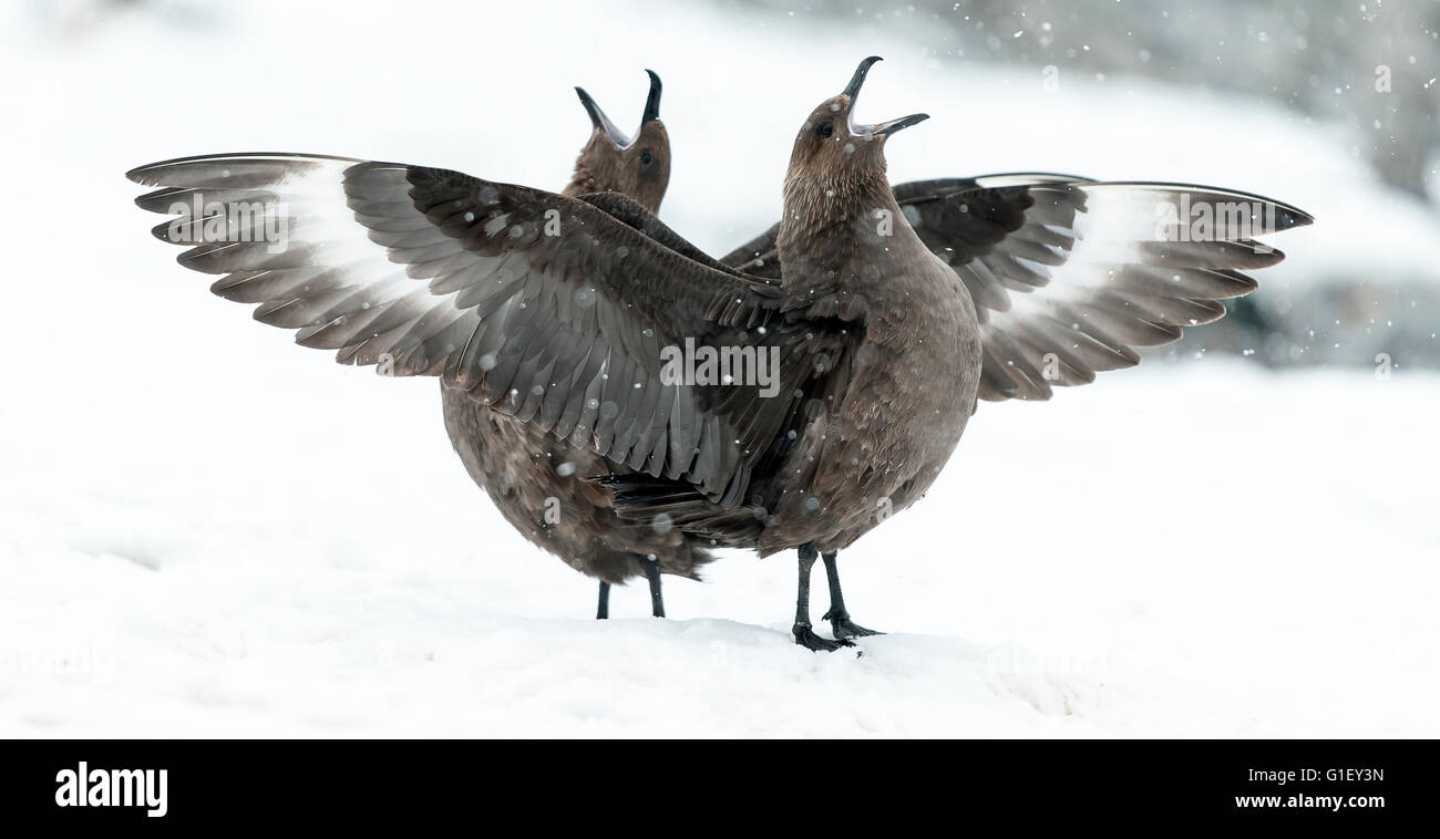 Deux brunes labbes (Stercorarius antarcticus) sur l'Île Cuverville neige piailler Péninsule Antarctique Antarctique Banque D'Images