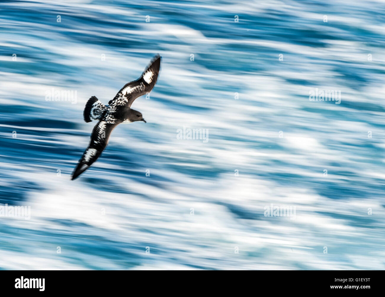 Petrel Daption capense Cape (CAPE) pigeon ou pétrel pintado en vol Passage Drake océan du Sud Banque D'Images