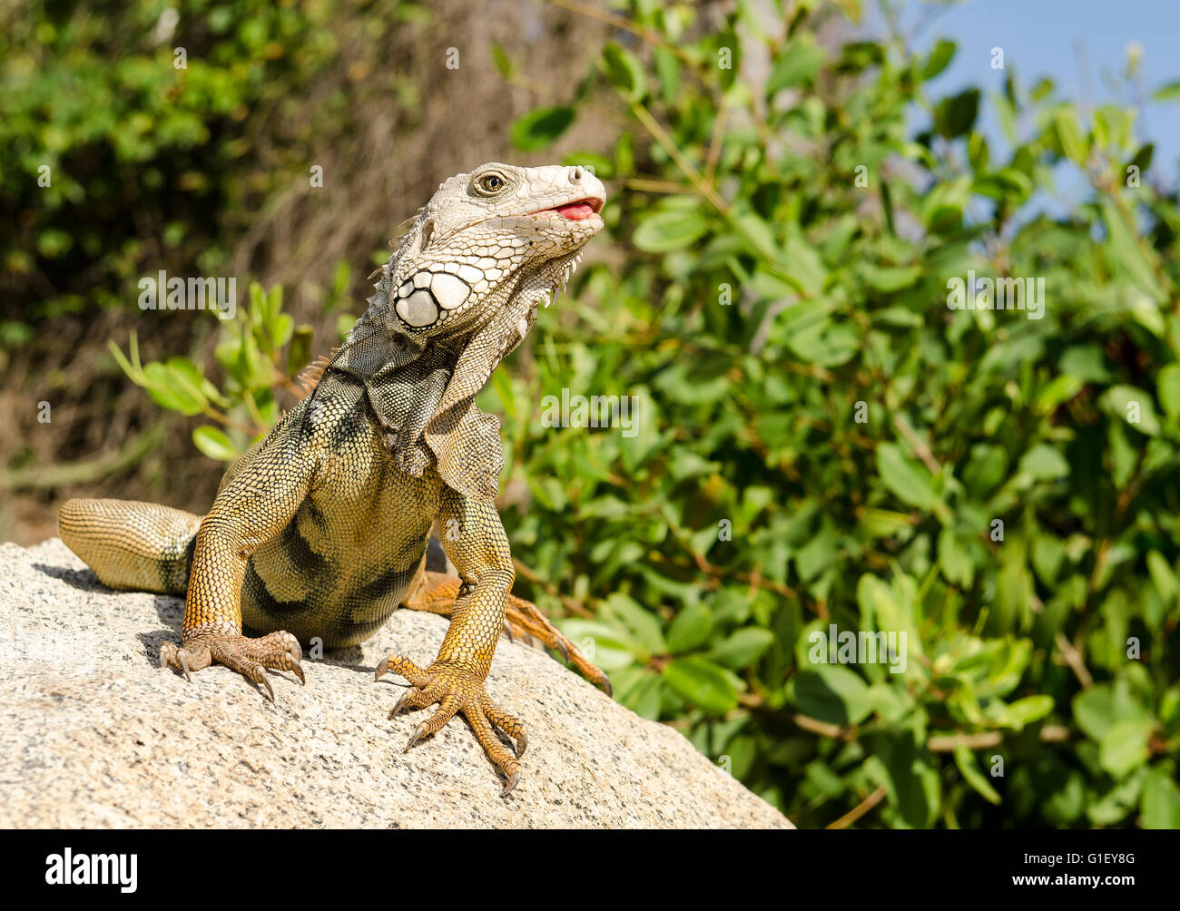 L'iguane commun ou iguane vert (Iguana iguana) sur la roche Parc National Naturel de Tayrona Santa Marta Colombie Banque D'Images