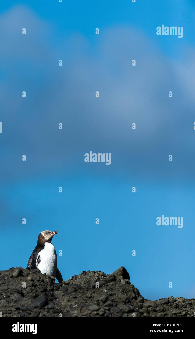 Yellow-eyed penguin (Megadyptes antipodes) sur l'île Enderby rock New Zealand Banque D'Images