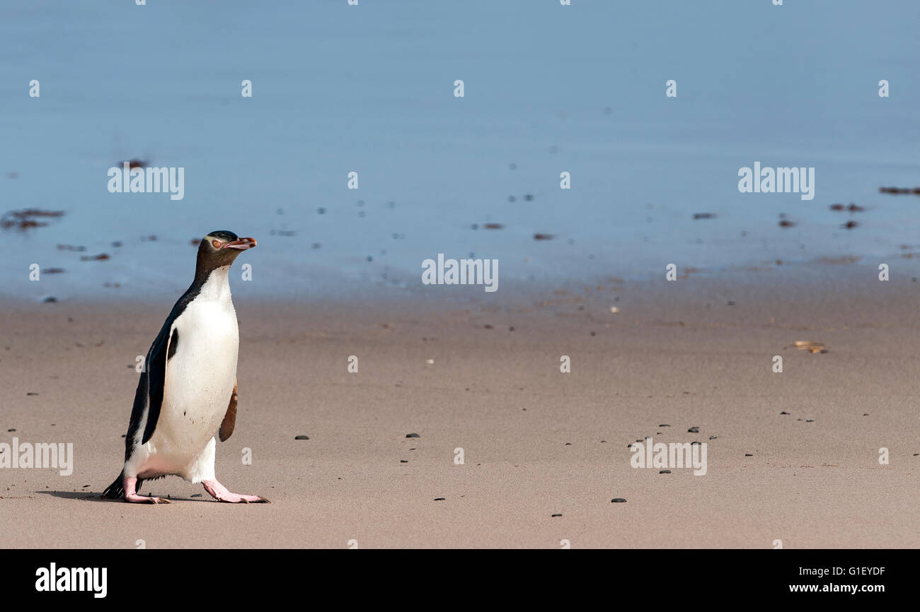 Yellow-eyed penguin (Megadyptes antipodes) sur la plage de l'île Enderby Nouvelle-zélande Banque D'Images