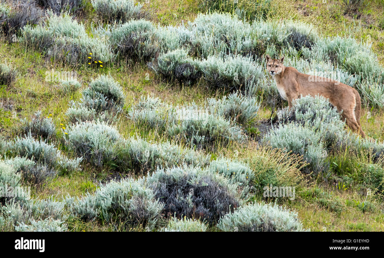 Puma (Puma concolor) au Parc National Torres del Paine Patagonie Chilienne Chili Banque D'Images