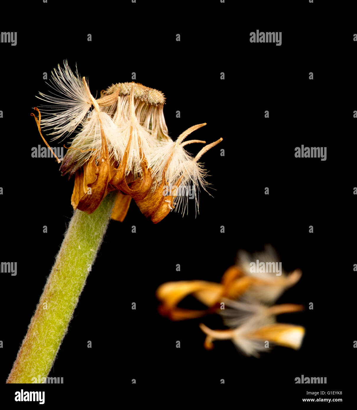 Belle fleur flétrie dahlia jaune isolé sur fond noir.Concept de nostalgie, de mélancolie et même la mort. Banque D'Images