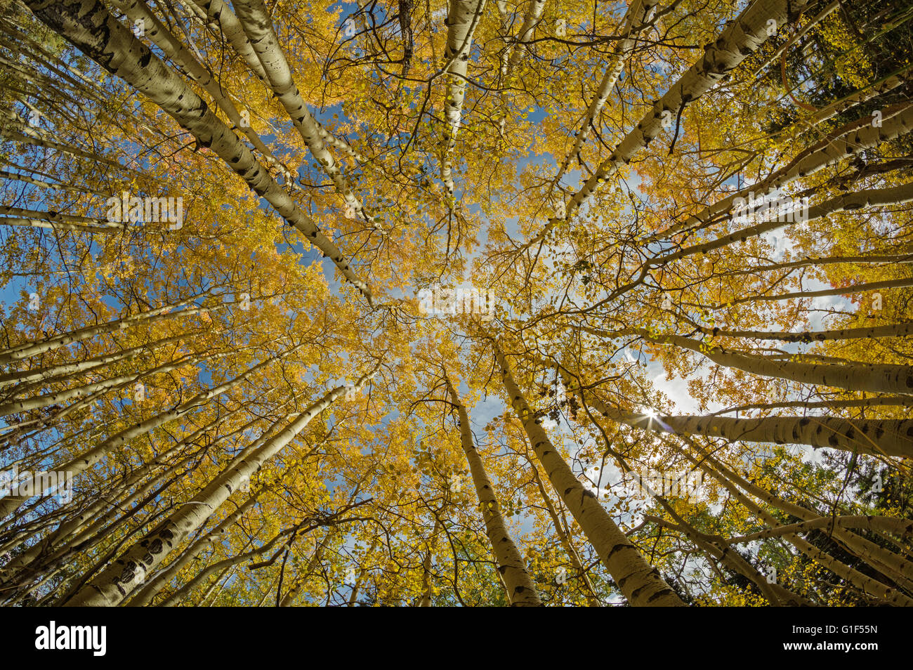 Vue grand angle jusqu'à la cime des arbres en arbres de peuplier à l'automne avec le feuillage jaune vif Banque D'Images