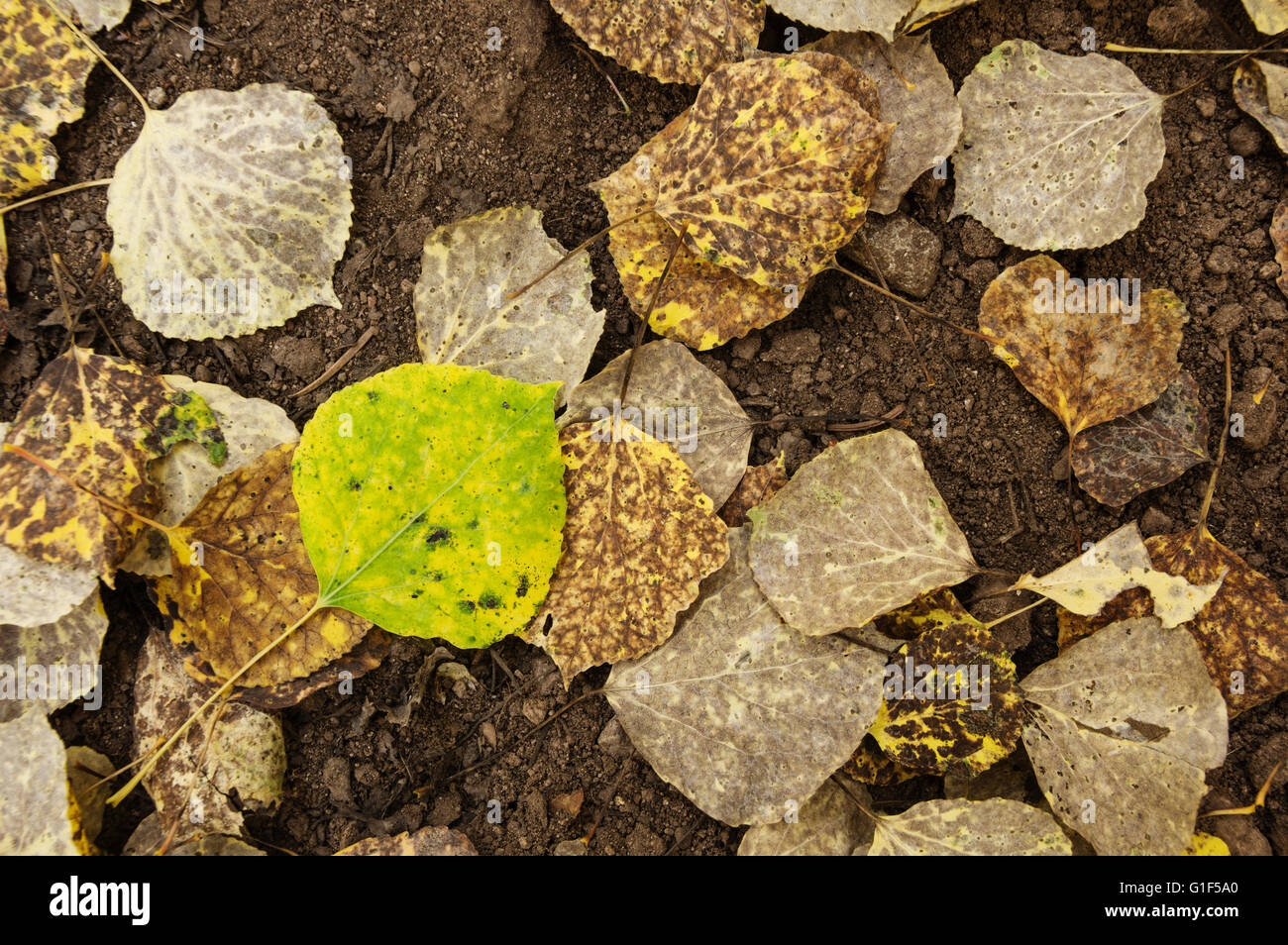 Un livre vert et jaune des feuilles de tremble sur le terrain avec d'autres feuilles brun à l'automne Banque D'Images