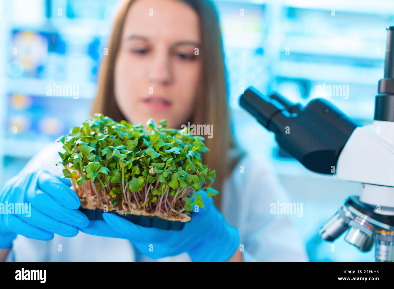 Parution du modèle. Biologiste femelle holding tray of plants. Banque D'Images