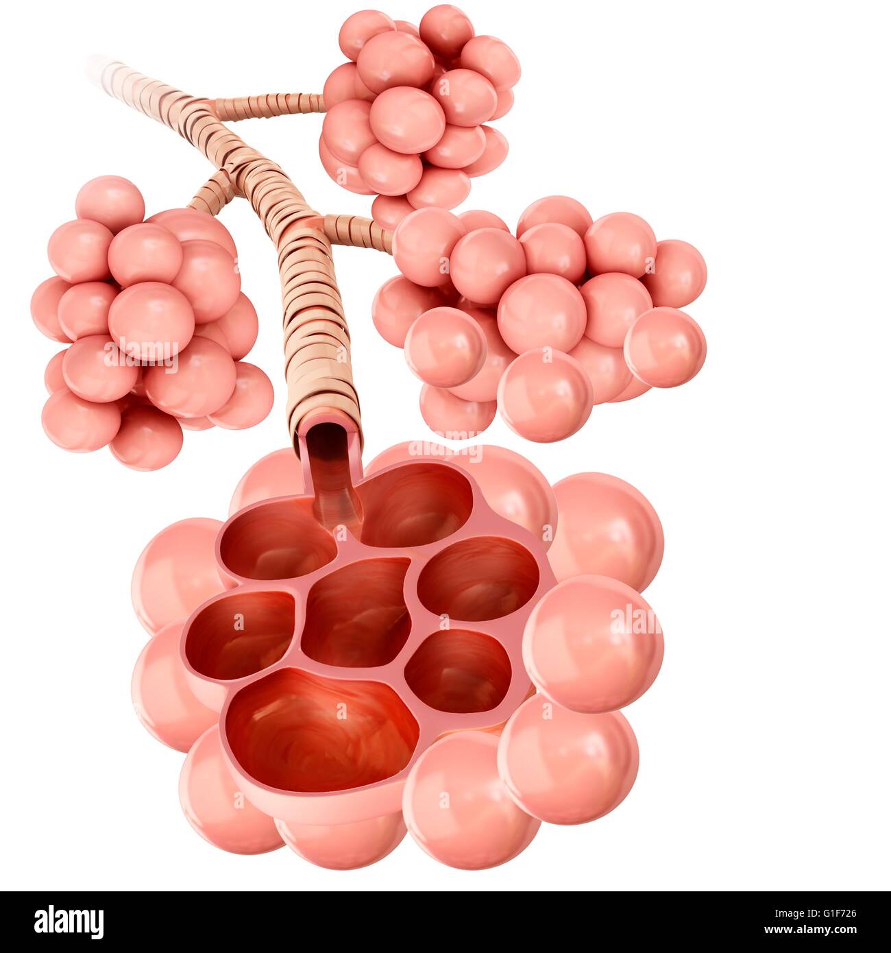 Les alvéoles des poumons humains, de l'illustration. Banque D'Images