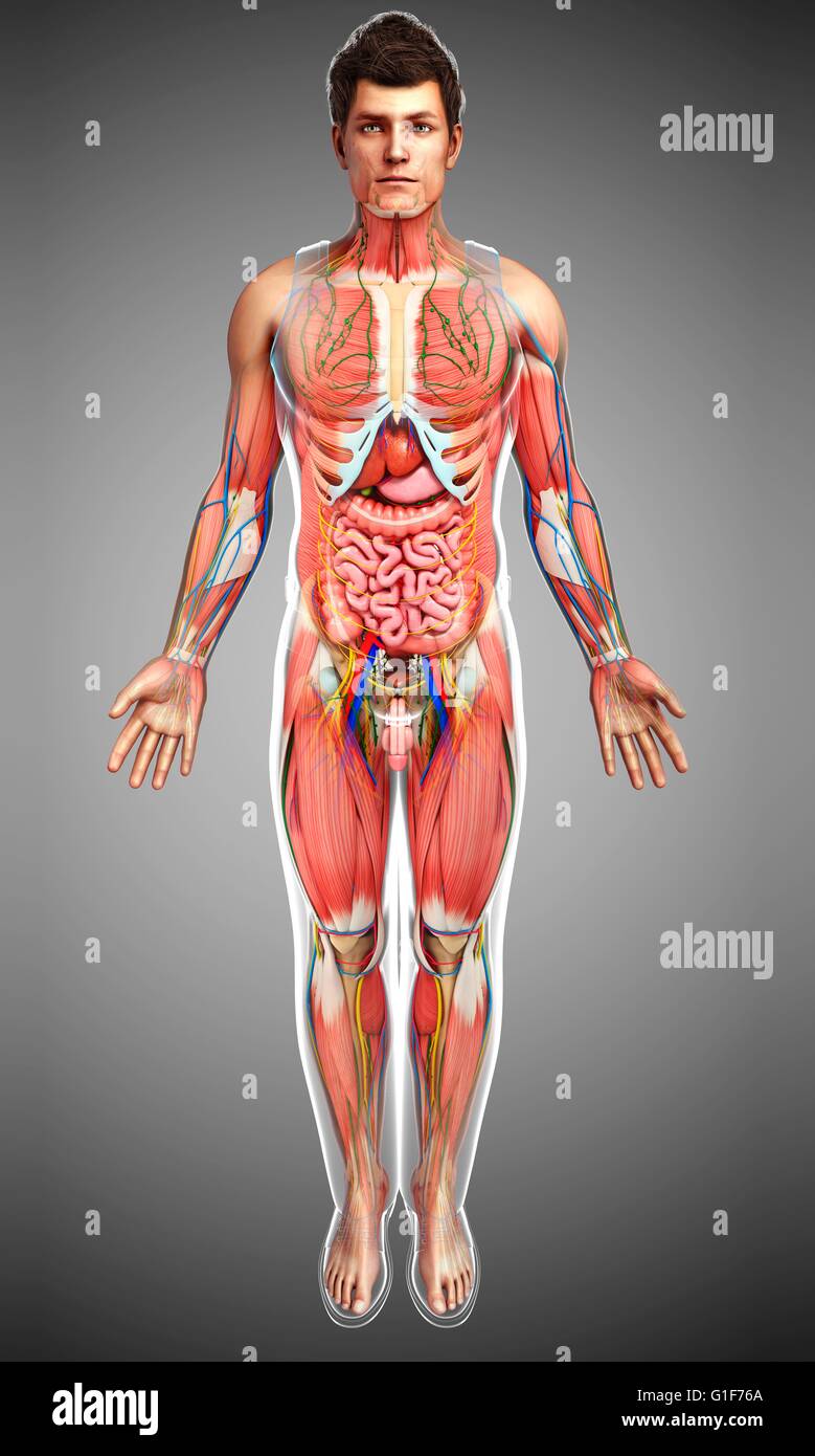 Les droits de l'anatomie interne, l'illustration. Banque D'Images