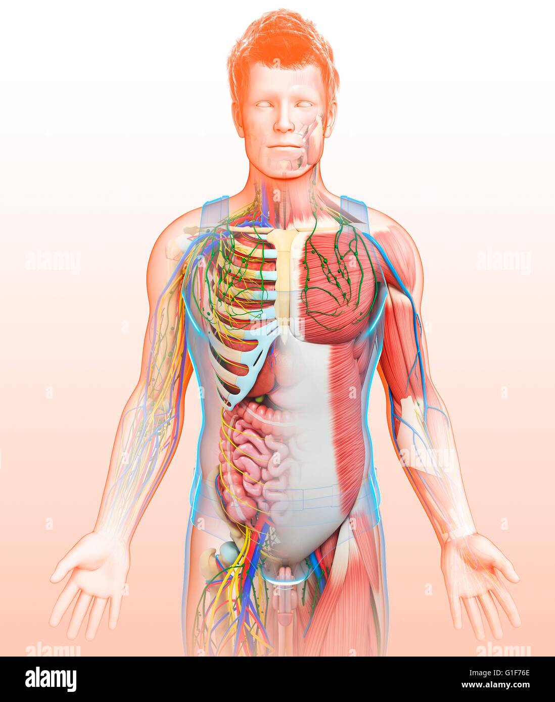 Les droits de l'anatomie interne, l'illustration. Banque D'Images