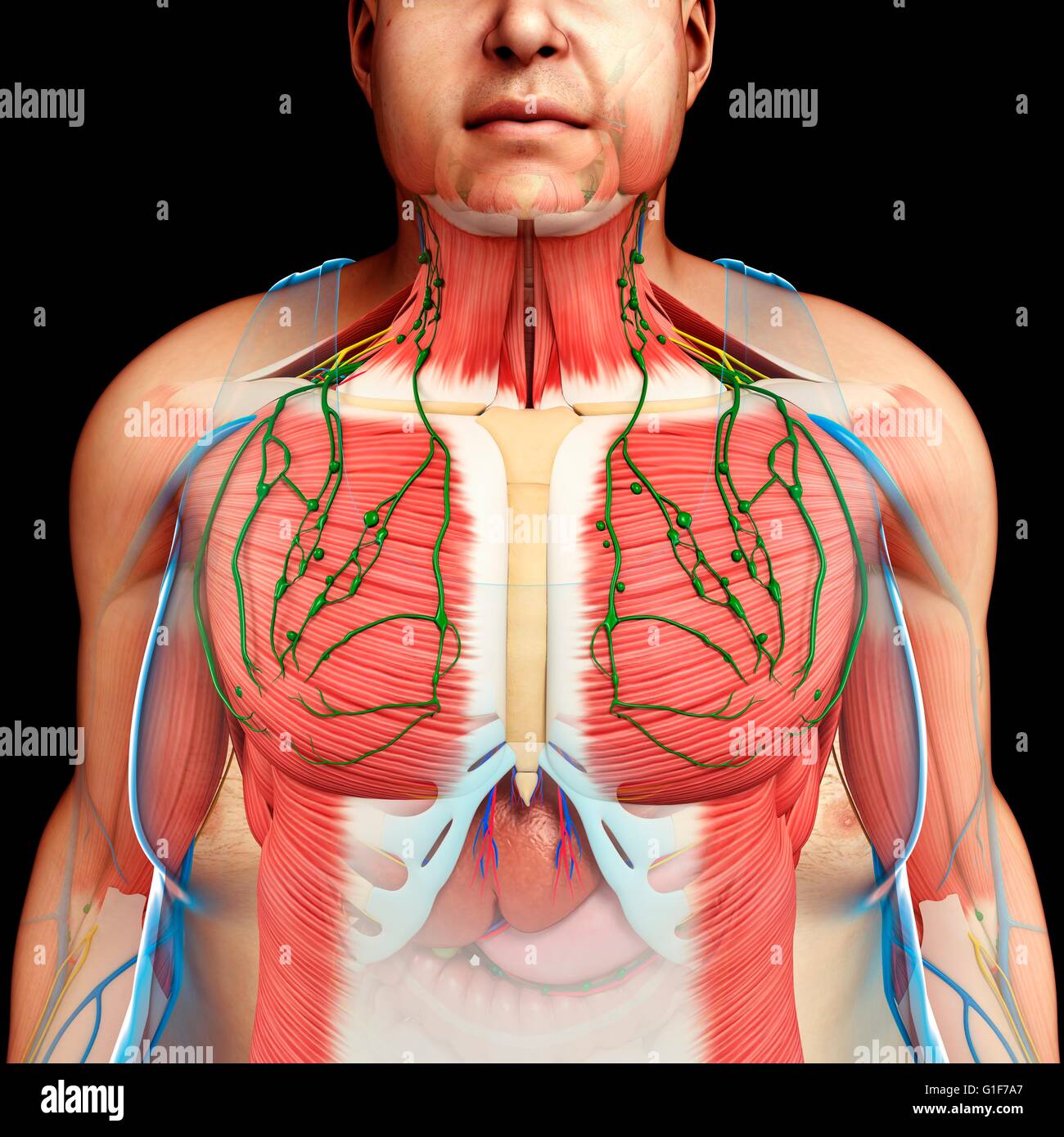 L'anatomie de la poitrine, de l'illustration. Banque D'Images