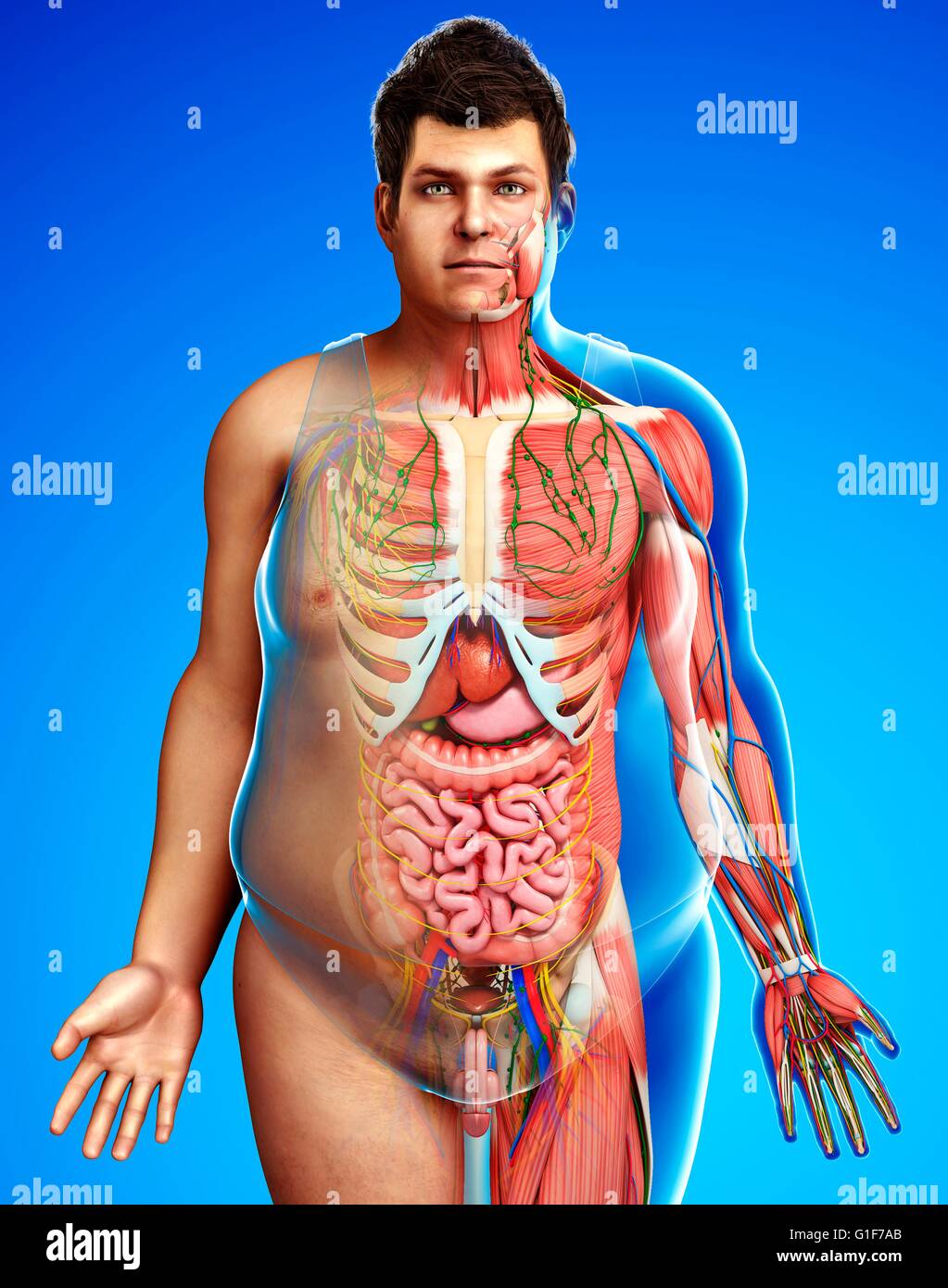Les droits de l'anatomie interne, l'illustration. Banque D'Images