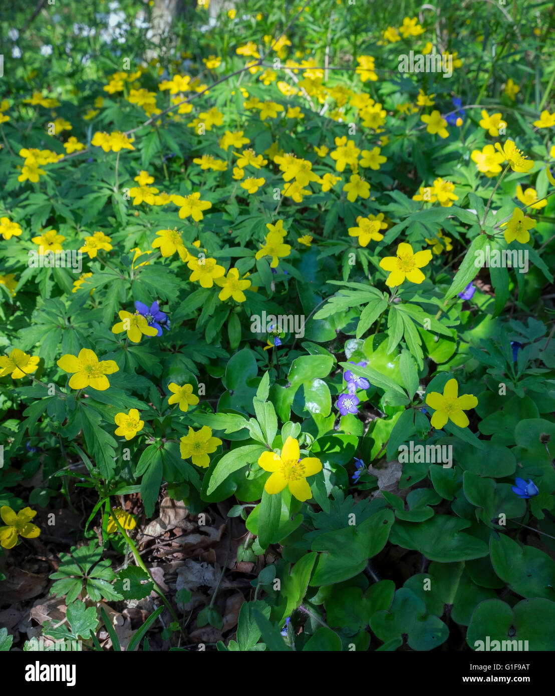 Anémone jaune (Anemone ranunculoides) Banque D'Images