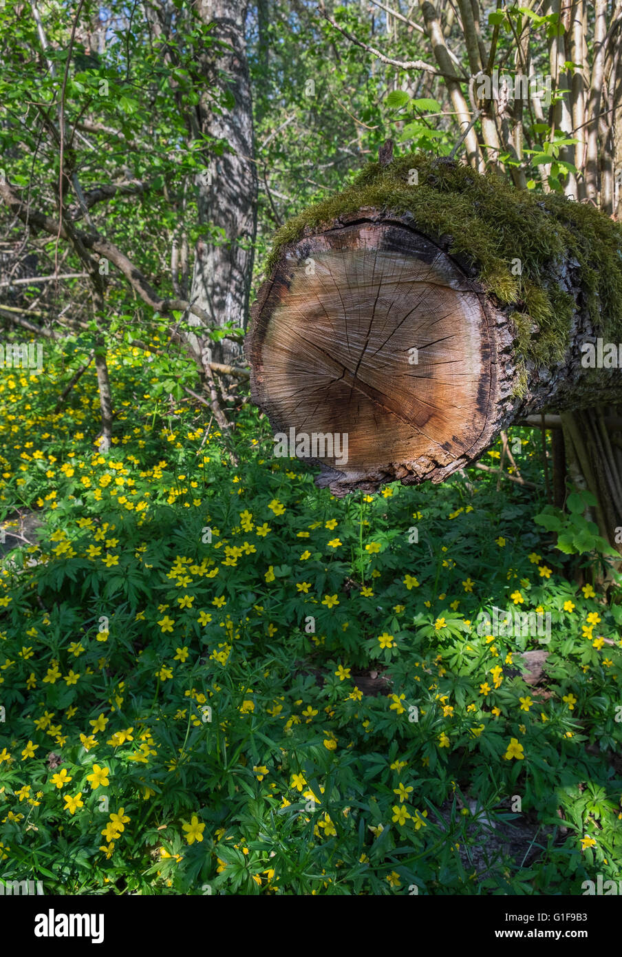 Anémone jaune (Anemone ranunculoides) Banque D'Images