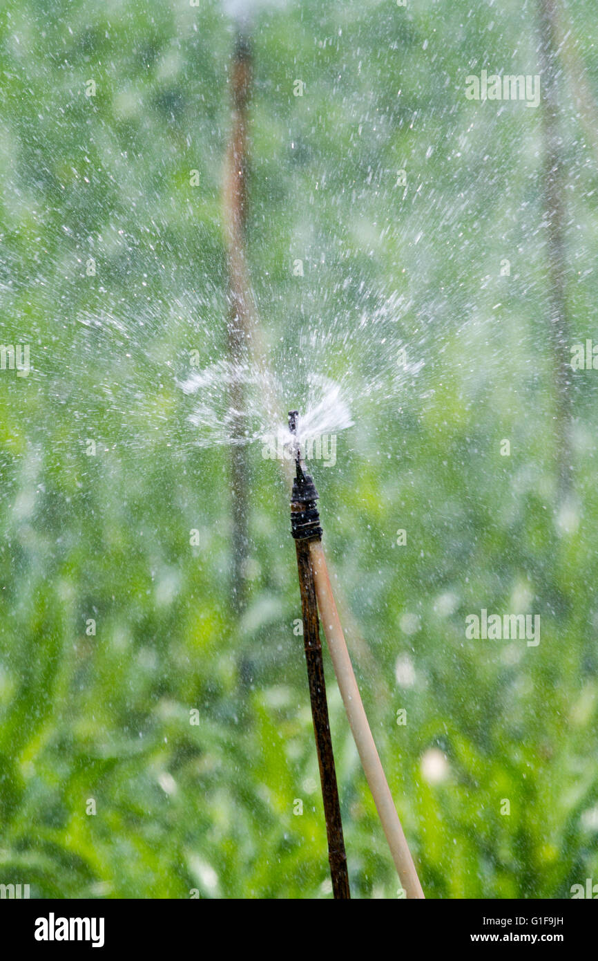 Dans le nord de la Thaïlande, ces champs avec des plants de maïs sont pulvérisés dans les montagnes avec de l'eau Banque D'Images